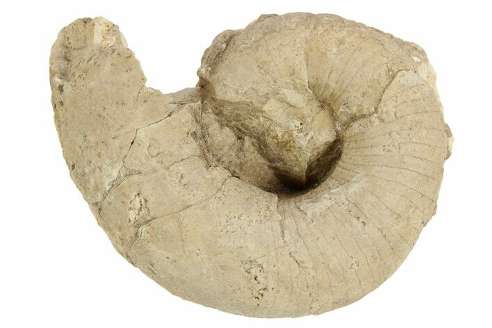 Ordovician, Nautiloid (Plectoceras) Fossil - Wisconsin #257519